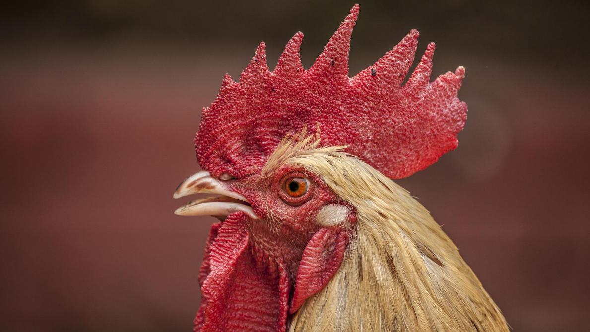 Pourquoi le coq chante t il le matin